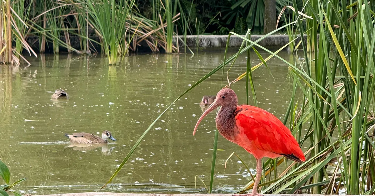 Scarlet ibis standing beside a pond