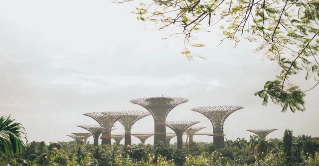 Supertrees rising above the greenery at Gardens by the Bay
