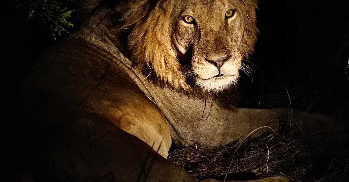Lion resting under a spotlight at night