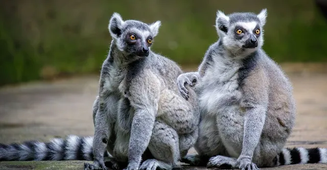 Two ring-tailed lemurs sitting together at Singapore Zoo